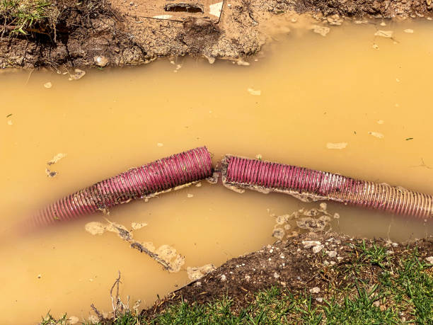 Best Professional water damage repair  in Senoia, GA
